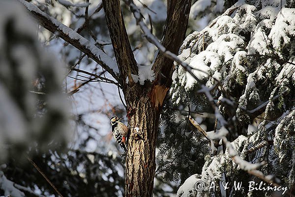 Dzięcioł białogrzbiety, Dendrocopos leucotos