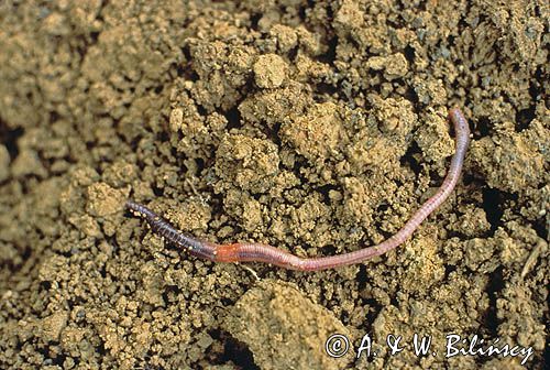 dżdżownica ziemna Lumbricus terrestris