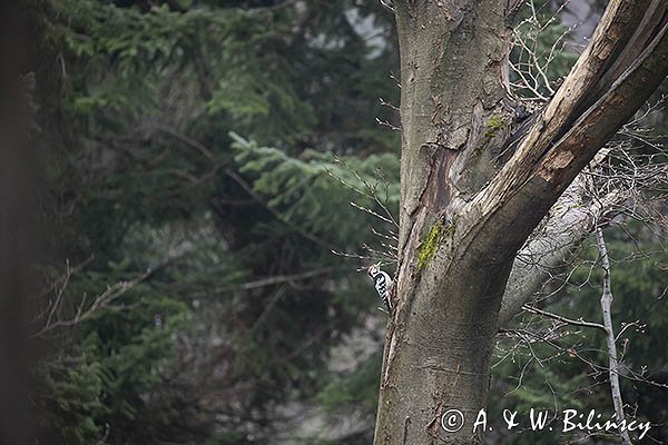 Dzięcioł białogrzbiety, Dendrocopos leucotos



Dzięcioł białogrzbiety, Dendrocopos leucotos
























































































































































































































































































































































































































































































































































































































































































































































































fot. Agnieszka & Włodek Bilińscy



łania, łanie