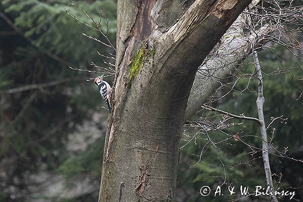 Dzięcioł białogrzbiety, Dendrocopos leucotos































































































































































































































































































































































































































































































































































































































































































































































































fot. Agnieszka & Włodek Bilińscy



łania, łanie