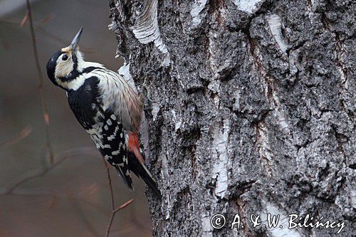 Dzięcioł białogrzbiety samica, Dendrocopos leucotos, white-backed woodpecker, female, fot A&W Bilińscy