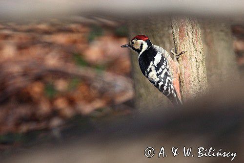 Dzięcioł białogrzbiety, Dendrocopos leucotos, white-backed woodpecker, Phot. A&W Bilińscy