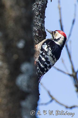 Dzięcioł białogrzbiety, Dendrocopos leucotos