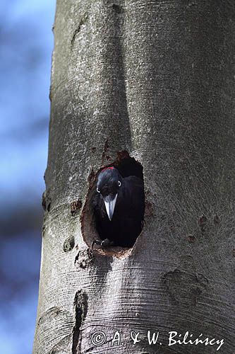 dzięcioł czarny przy dziupli, Dryocopus martius the black woodpecker, Dryocopus martius