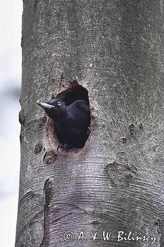 dzięcioł czarny przy dziupli, Dryocopus martius the black woodpecker, Dryocopus martius