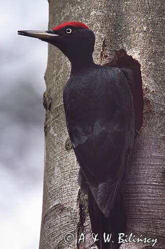 dzięcioł czarny przy dziupli, Dryocopus martius the black woodpecker, Dryocopus martius