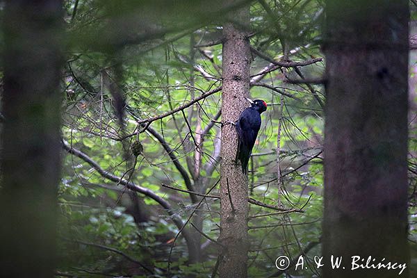 dzięcioł czarny, Dryocopus martius, samica the black woodpecker, Dryocopus martius