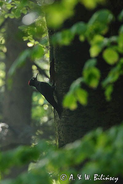 dzięcioł czarny, Dryocopus martius, samica