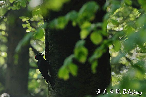 dzięcioł czarny, Dryocopus martius, samica the black woodpecker, Dryocopus martius