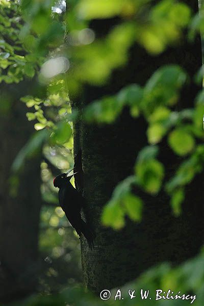 dzięcioł czarny, Dryocopus martius, samica the black woodpecker, Dryocopus martius