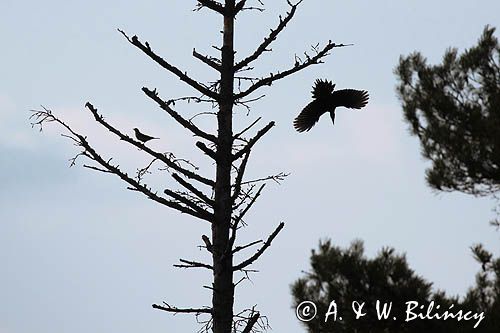 dzięcioł czarny, Dryocopus martius i kwiczoł, Turdus pilaris