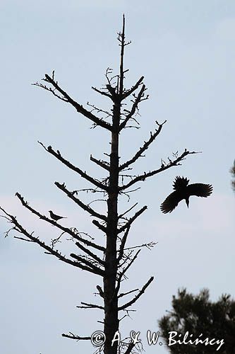 dzięcioł czarny, Dryocopus martius i kwiczoł, Turdus pilaris