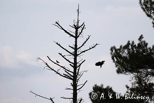 dzięcioł czarny, Dryocopus martius i kwiczoł, Turdus pilaris