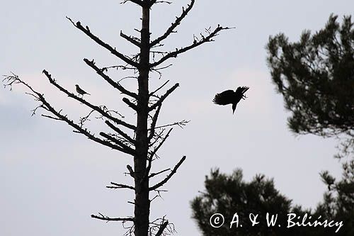 dzięcioł czarny, Dryocopus martius i kwiczoł, Turdus pilaris