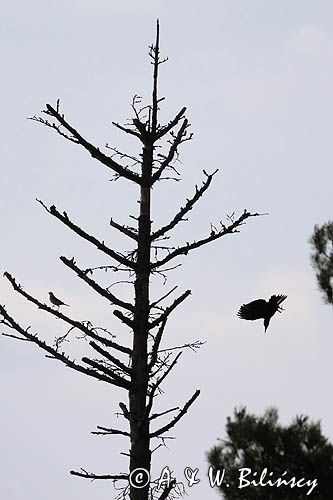 dzięcioł czarny, Dryocopus martius i kwiczoł, Turdus pilaris