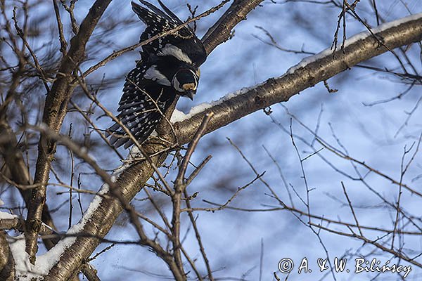 Dzięcioł pstry duży, Dendrocopos major, samiec