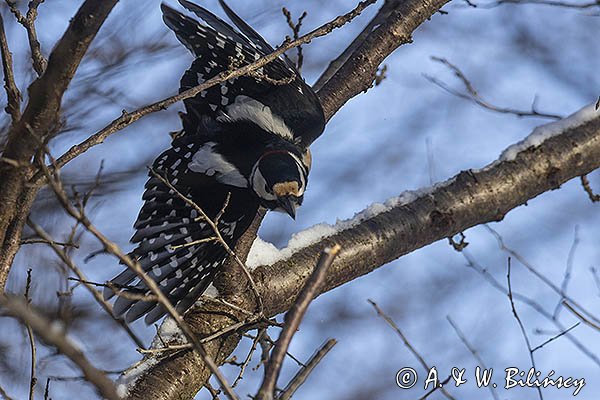 Dzięcioł pstry duży, Dendrocopos major, samiec