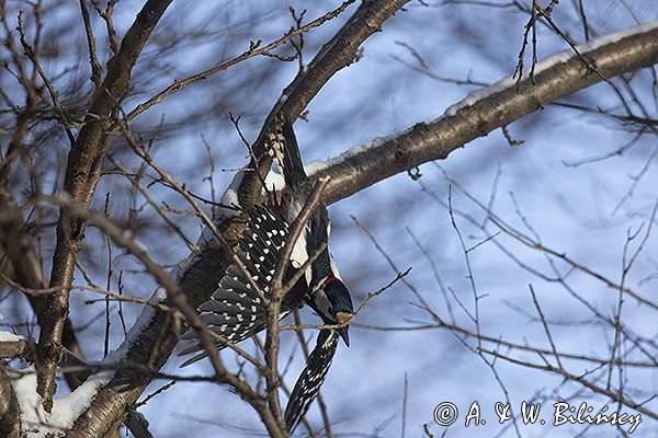 Dzięcioł pstry duży, Dendrocopos major, samiec