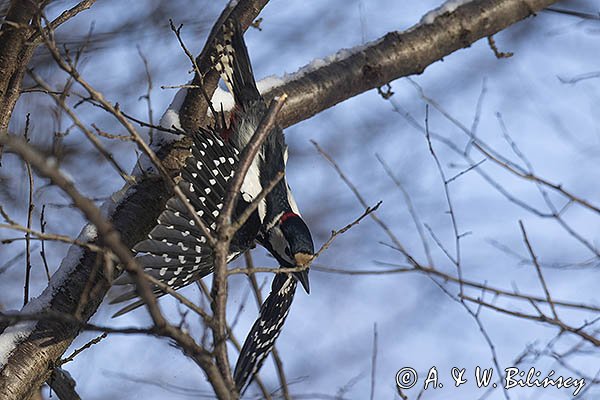 Dzięcioł pstry duży, Dendrocopos major, samiec