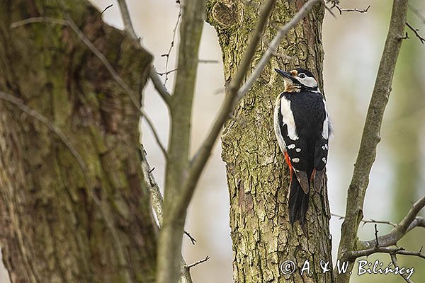 Dzięcioł pstry duży, Dendrocopos major, samiec