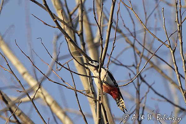 Dzięcioł pstry duży, Dendrocopos major