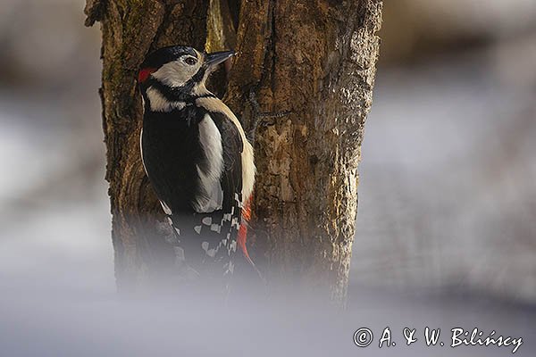 Dzięcioł pstry duży, Dendrocopos major, samiec