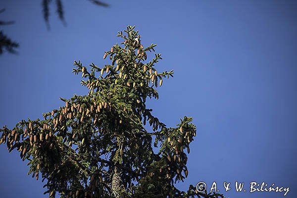 Dzięcioł pstry duży, Dendrocopos major