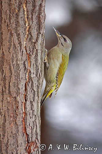 dzięcioł zielonosiwy Picus canus