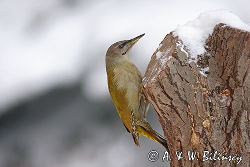 dzięcioł zielonosiwy Picus canus