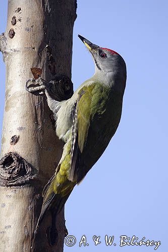 dzięcioł zielonosiwy Picus canus samiec