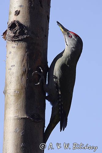 dzięcioł zielonosiwy Picus canus samiec