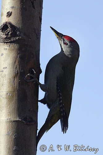 dzięcioł zielonosiwy Picus canus samiec