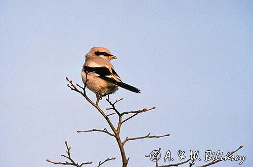 Srokosz, dzierzba srokosz, Lanius excubitor