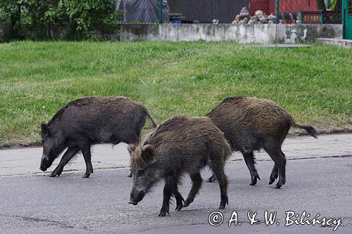 dzik, sus scrofa, dziki przechodzące przez szosę w Górkach Zachodnich / Gdańsk/ gdansk