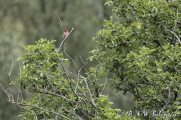 Dziwonia, samiec, Carpodacus erythrinus, Erythrina erythrina