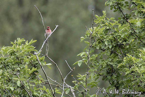 Dziwonia, samiec, Carpodacus erythrinus, Erythrina erythrina