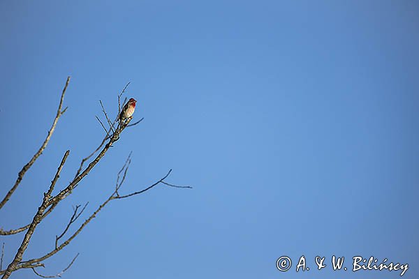 Dziwonia, samiec, Carpodacus erythrinus, Erythrina erythrina