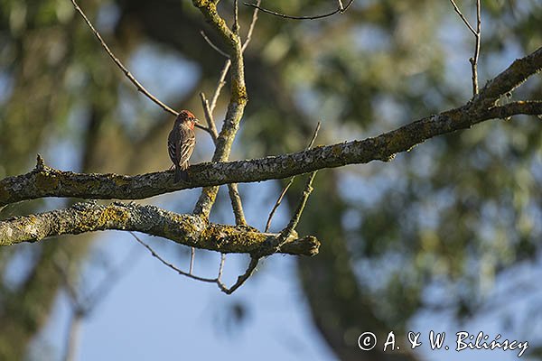 Dziwonia, samiec, Carpodacus erythrinus, Erythrina erythrina