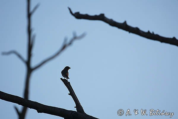 Dziwonia, samiec, Carpodacus erythrinus, Erythrina erythrina