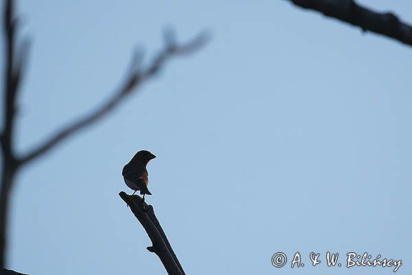 Dziwonia, samiec, Carpodacus erythrinus, Erythrina erythrina