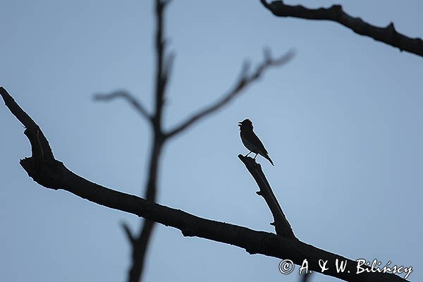 Dziwonia, samiec, Carpodacus erythrinus, Erythrina erythrina