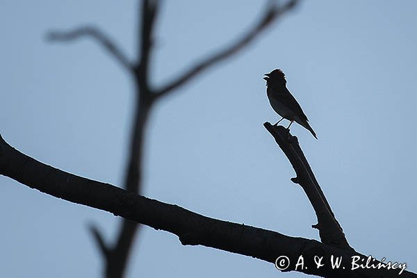 Dziwonia, samiec, Carpodacus erythrinus, Erythrina erythrina