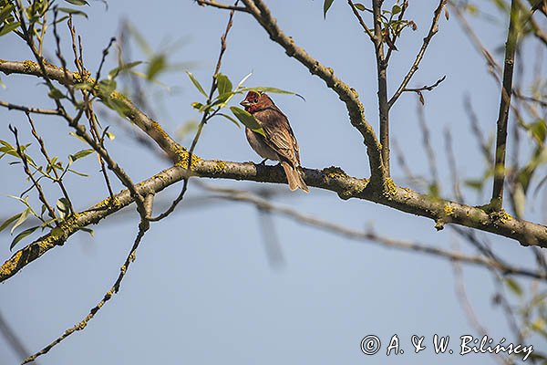 Dziwonia, samiec, Carpodacus erythrinus, Erythrina erythrina