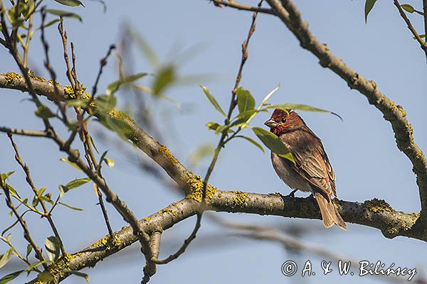 Dziwonia, samiec, Carpodacus erythrinus, Erythrina erythrina