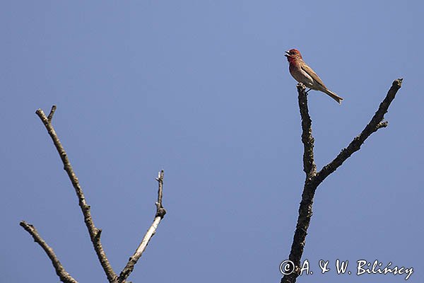 Dziwonia, samiec, Carpodacus erythrinus, Erythrina erythrina