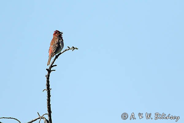 Dziwonia, samiec, Carpodacus erythrinus, Erythrina erythrina