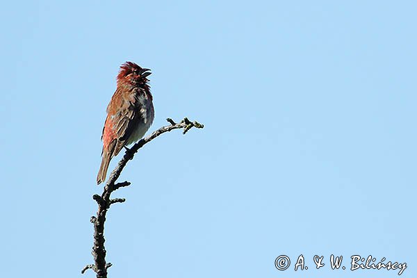 Dziwonia, samiec, Carpodacus erythrinus, Erythrina erythrina