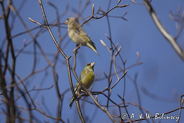 Dzwoniec Carduelis chloris