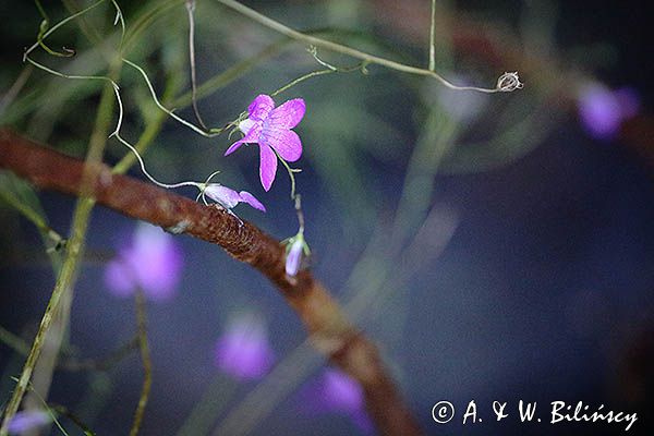 Dzwonek rozpierzchły, Campanula patula