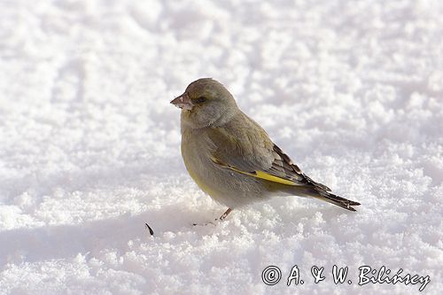 dzwoniec Carduelis chloris